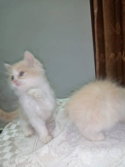 persian cat babies pair