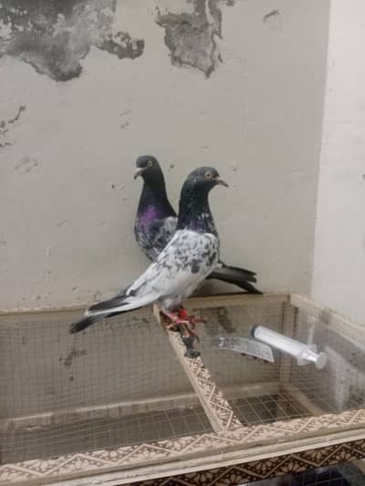 meharo Wala teddy pair