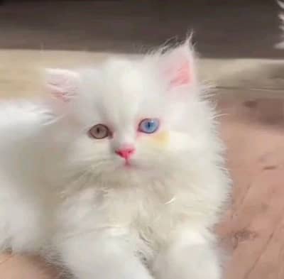 pairsian helthy and active kitten for sale 03040130748 my wahtsap