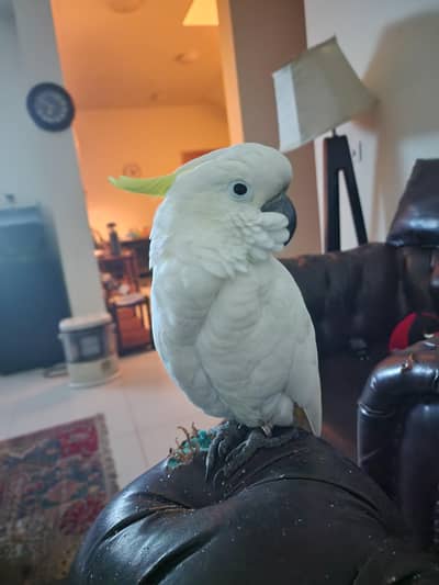 medium sulphur cockatoo