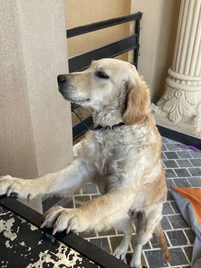 Golden retriever pedigree for sale