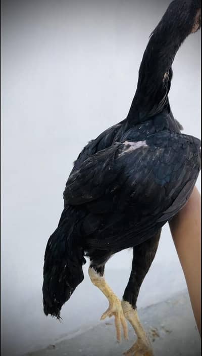 Shamo female ( Pathi )