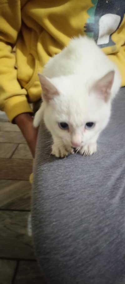 Persian cat white female  03215231665