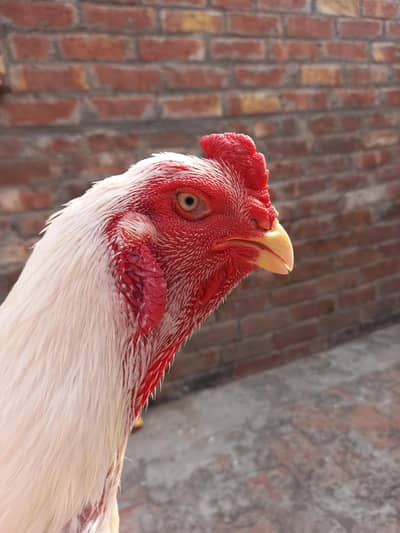 White oh shamo male Abu Ali Denmark Blood line