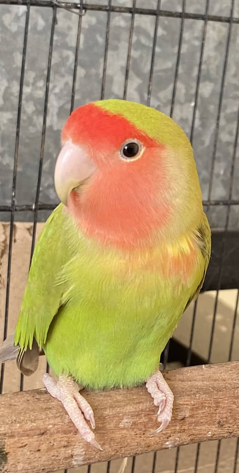 Peach face lovebird 0