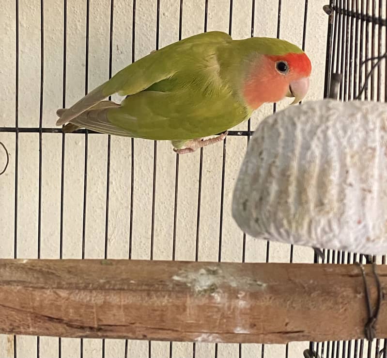 Peach face lovebird 1