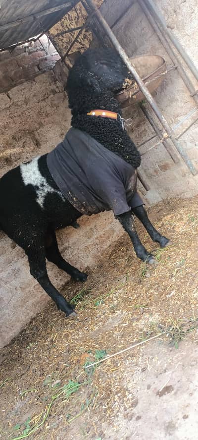 urgent sale sheep mundra