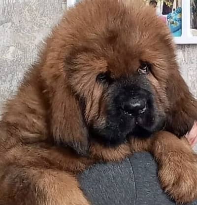 IMPORTED TIBETAN MASTIFF - TOP QUALITY - HIGHLY PEDIGREED - AVAILABLE