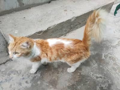 Persian cross ha 03171666085