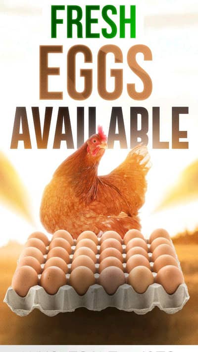 "Fresh Desi Fertile Eggs – Al-Rehman Fresh Eggs | Nany Chicks Zone"