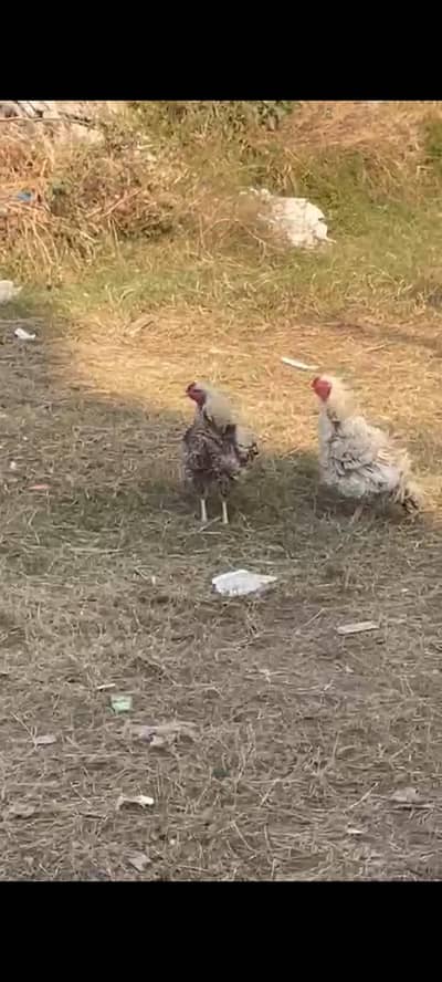 aseel frezil unique breed male 3500 per