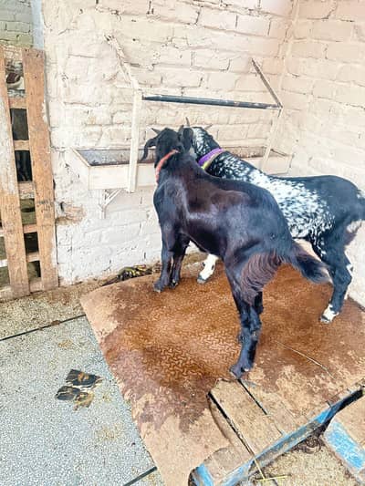 maki cani Teddy bakeri 4sale  or bakera