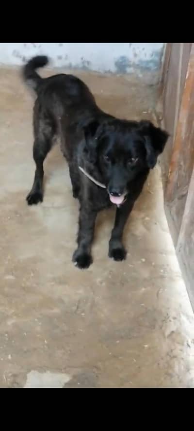 labra ratwelr cras dog