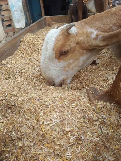 pure mekhi cheni pathy