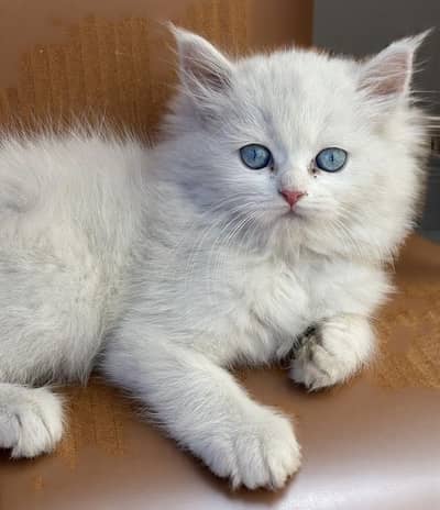 Persian Cats / Kittens For Sale