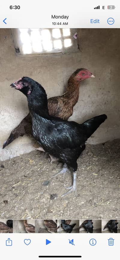 Father supper loker 2x time champion