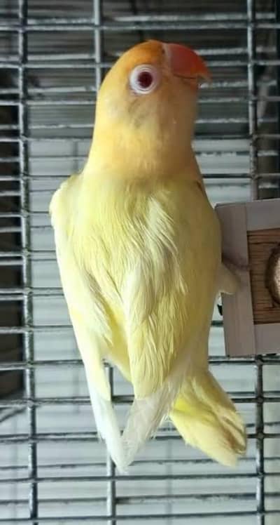 Albino red eyes into decino with dna pair available