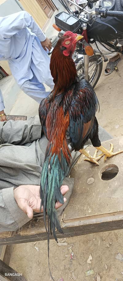 aseel jageeri murga 03033512480 WhatsApp