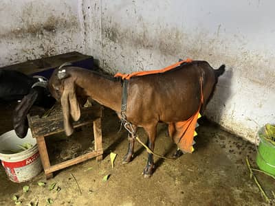 Nagra beetal pair goat bakri