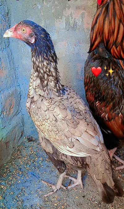 LAKHA MURGA  FOR SALE