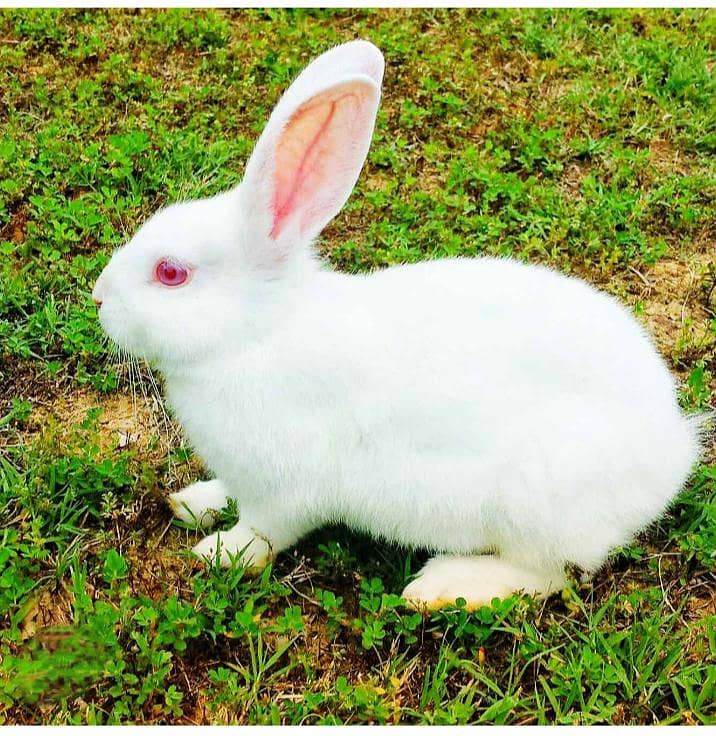Red Eyes rabbit 1