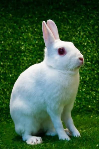 Red Eyes rabbit