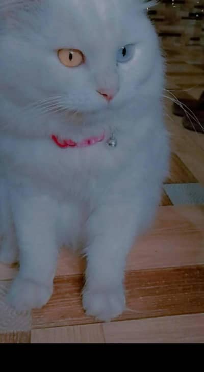 male. cat urgent sale