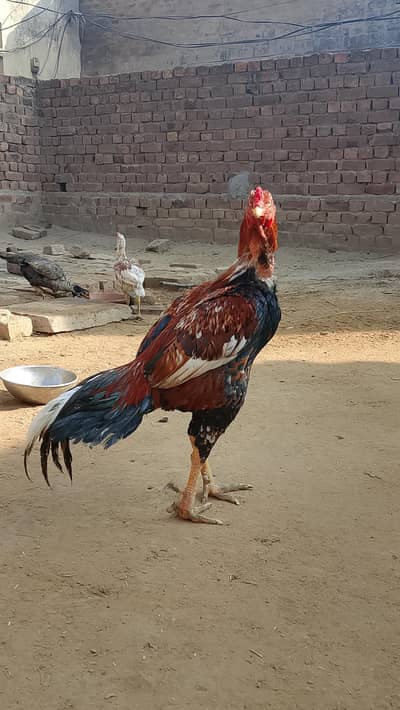 Aseel murga for sale