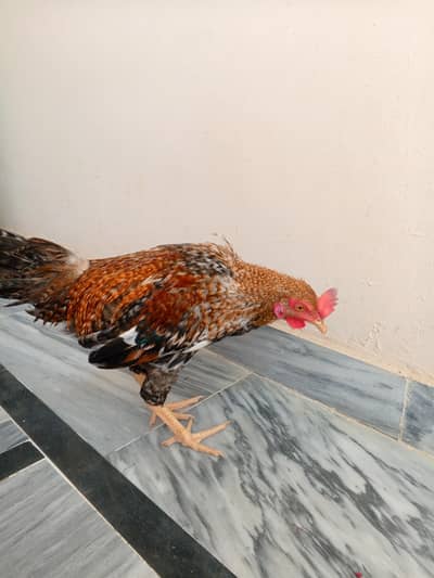 beautiful aseel murga healthy and active