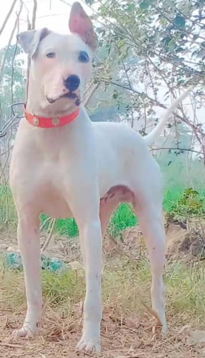 Kohati Gultair full security guard dog for sale