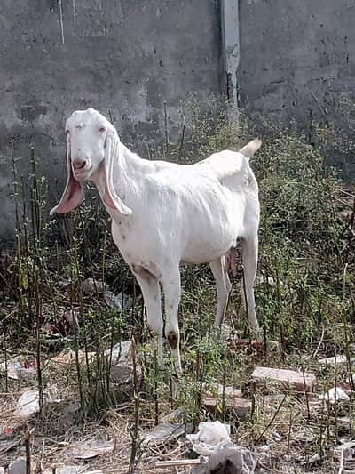 12 Goats for sale in Gujranwala