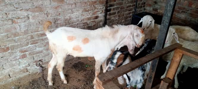 Ranjan puri donda bakray or 2 dumbay