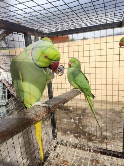 talking ringneck parrots