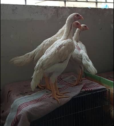 SHAMO, HEERA, INDIAN PARROT BEAK, ASEEL