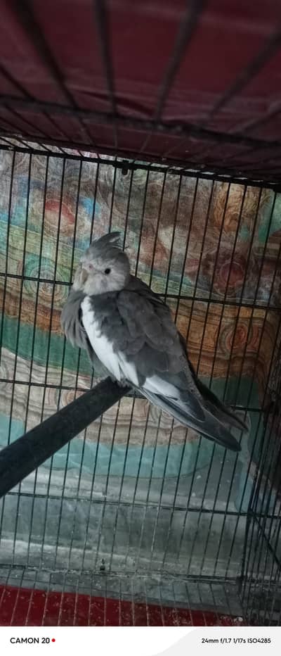 bird for sale