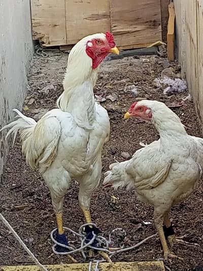 paper white female white yellow shade male