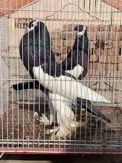 Magpie pouter Breeder Pair And Lahori germen Sherzi