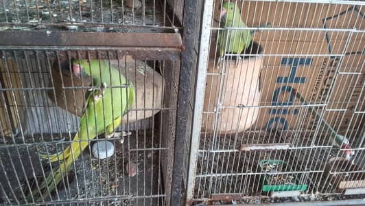 Green Parrot Ring Neck