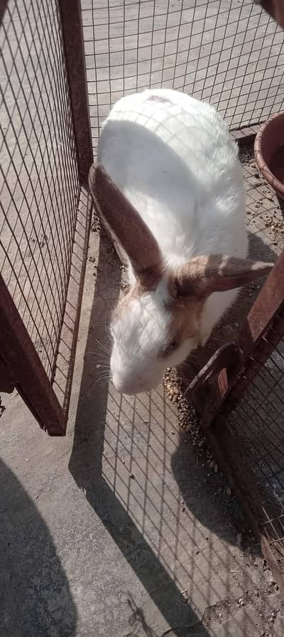 rabbits,bugies and wooden cage