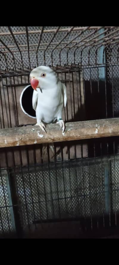 RINGNECK WHITE MALE