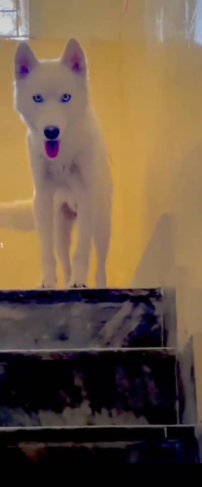 Siberian husky for sale. . 03125457586