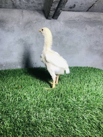 Shamo chicks | white shamo | aseel shamo | king shamo | german shamo