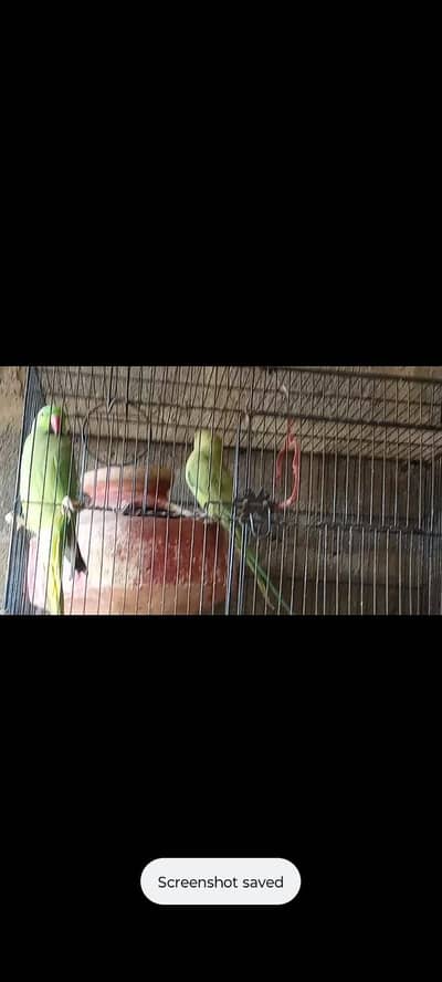 hasnainstylo0@gmail. com