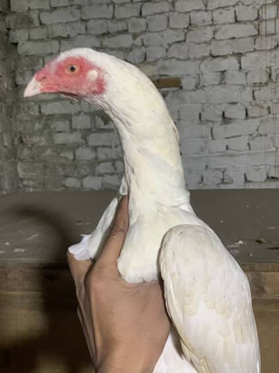 High quality herri aseel madi