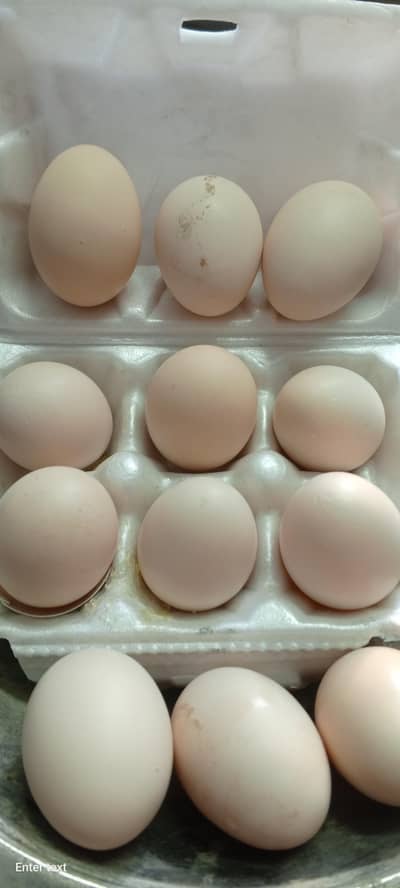 Aseel Lasani Fertilized eggs for sale