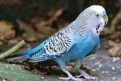 Astrallian Parrot