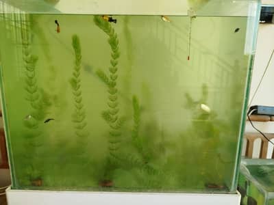 Hornwort Aquarium Live Plant
