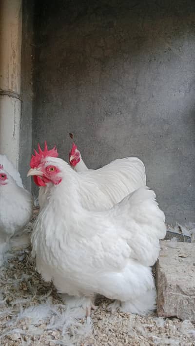 white bentum for sale