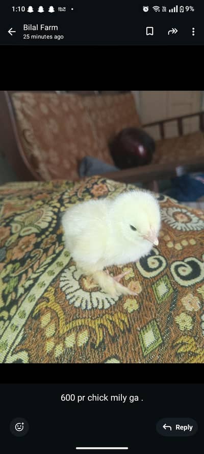 brahma chick for sale