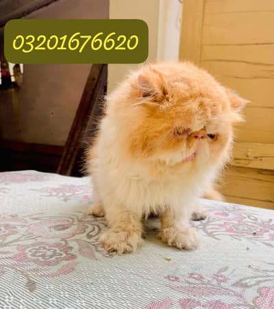 Piki male stud service availble